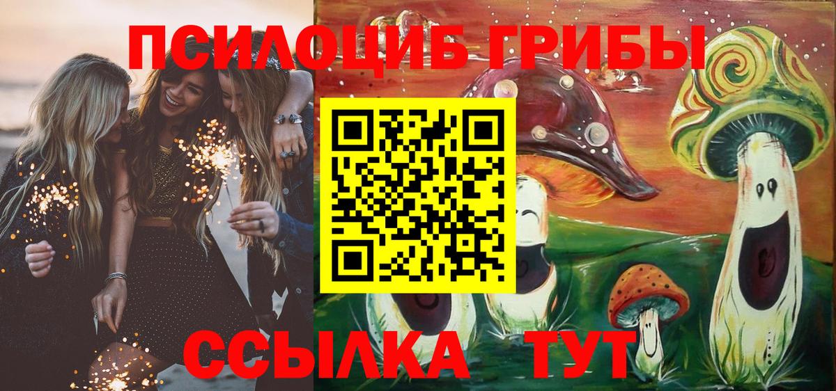 Псилоцибиновые грибы Psilocybe Северобайкальск
