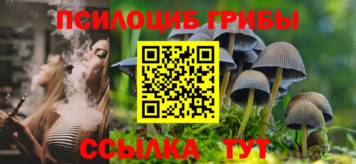 где можно купить   Северобайкальск  Галлюциногенные грибы Psilocybe 